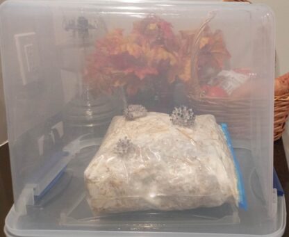 Blue King Oyster mushrooms growing inside a tupperware container with small holes to minimize air exchange and keep humidity high.